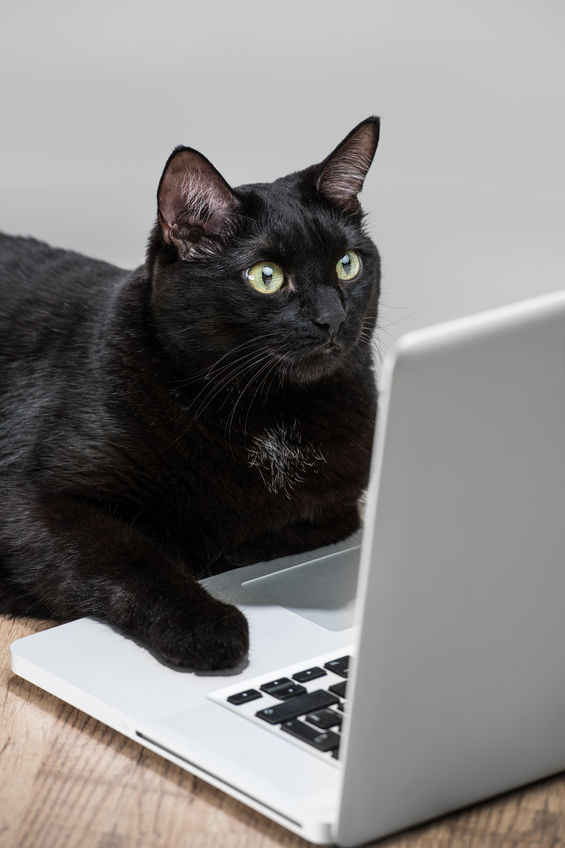 Cat working on a computer